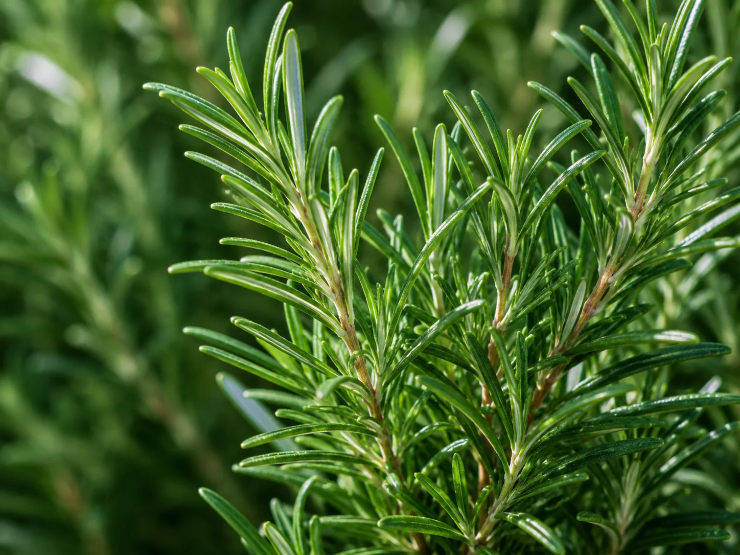 Rosemary — Aromatic warmth
